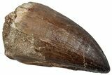 Large, Fossil Mosasaur (Prognathodon) Tooth - Morocco #261851-1